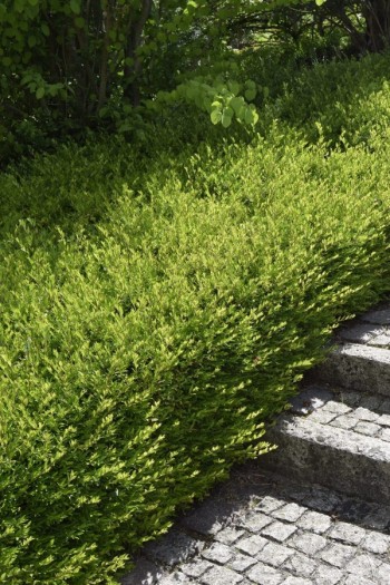 Жимолость блискуча Елегант|Lonicera nitida Elegant|Жимолость блестящяя Елегант